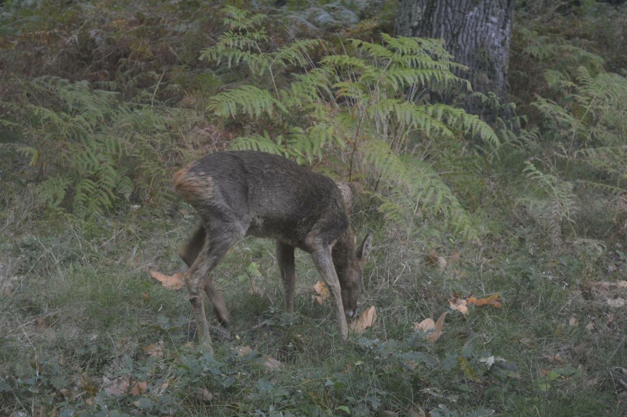 Cabane En Foret Onesse-et-Laharie 外观 照片